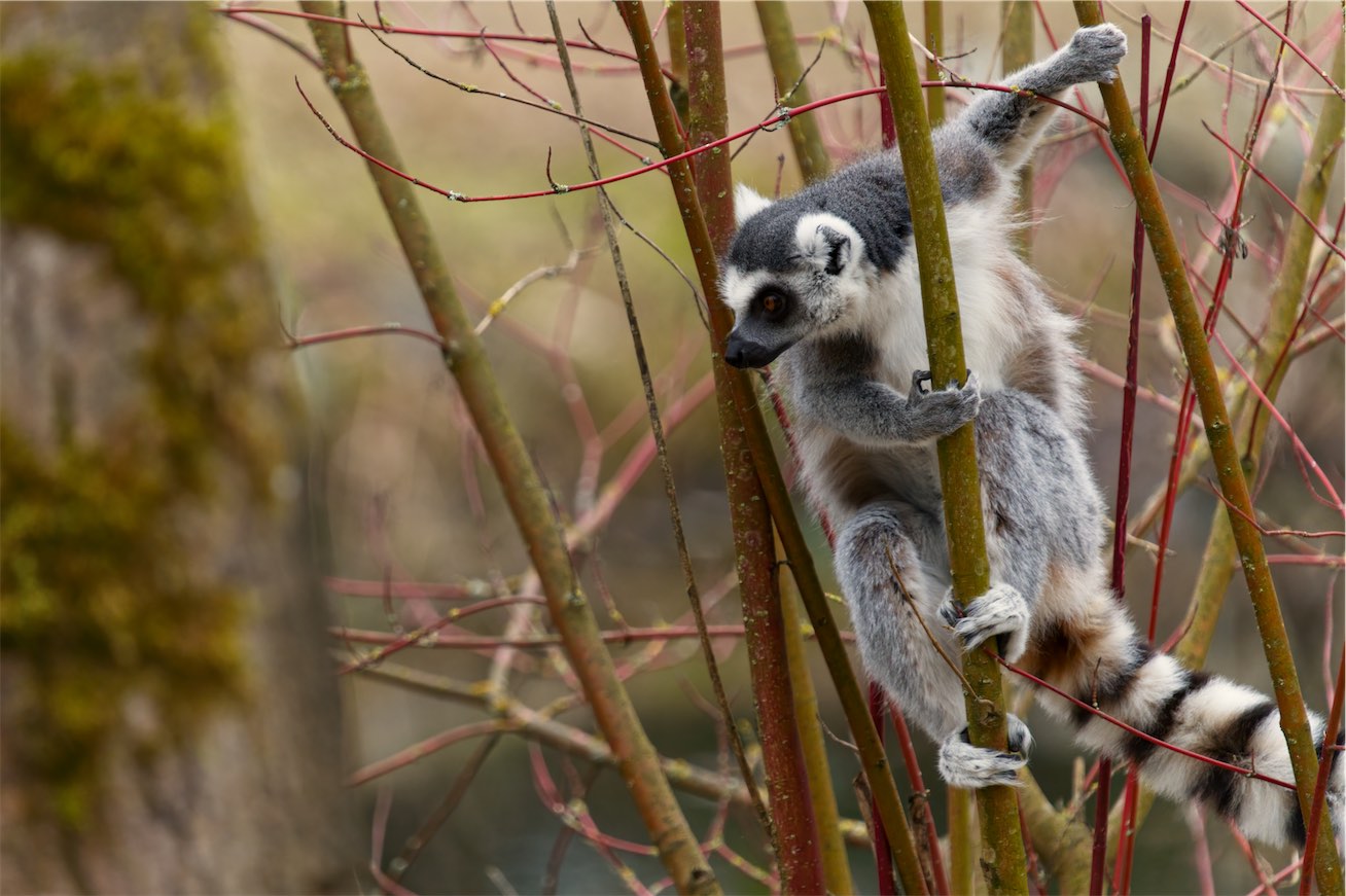 Lemur 0219